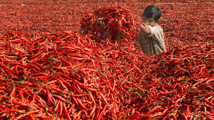 chili-peppers (700x393, 588Kb)