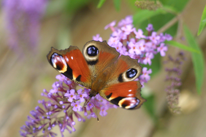 Butterfly_chilling_on_Buddleja_davidii (700x466, 375Kb)