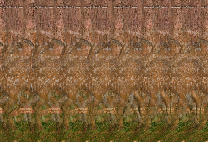 3Dimka_Forest_Stereogram (700x477, 453Kb)