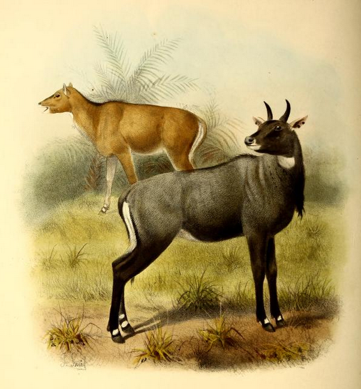 The_book_of_antelopes_(1894)_Boselaphus_tragocamelus (518x558, 432Kb)