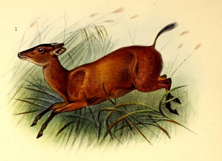 The_book_of_antelopes_(1894)_Cephalophus_nigrifrons (436x316, 249Kb)