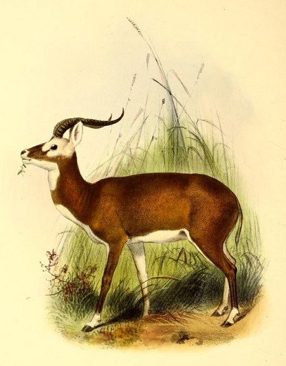 The_book_of_antelopes_(1894)_Cobus_leucotis (416x532, 324Kb)