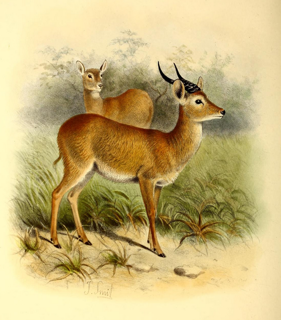 The_book_of_antelopes_(1894)_Cobus_vardoni (558x636, 557Kb)
