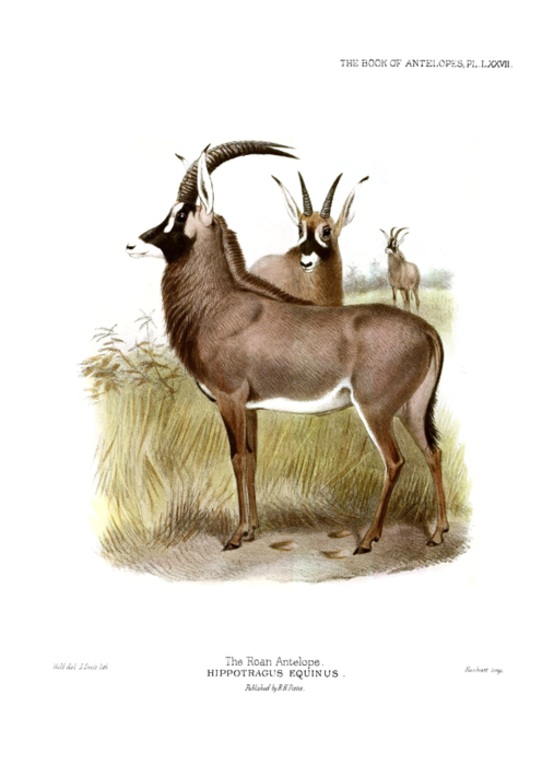 The_book_of_antelopes_(1894)_Hippotragus_equinus (507x700, 269Kb)