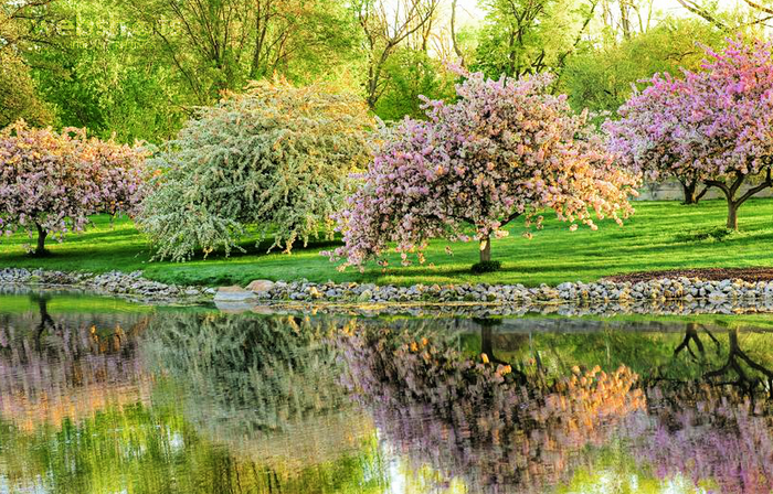 85497902_Proshots__Blooming_Fruit_Trees_Reflected_in_Spring_Near_Toledo_Ohio__Professional_Photos[1] (700x448, 752Kb)