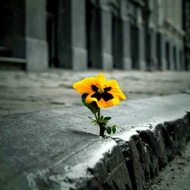 3906024_2 (640x640, 45Kb)