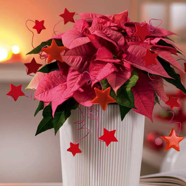 home-flowers-in-new-year-decorating1-10 (600x600, 225Kb)