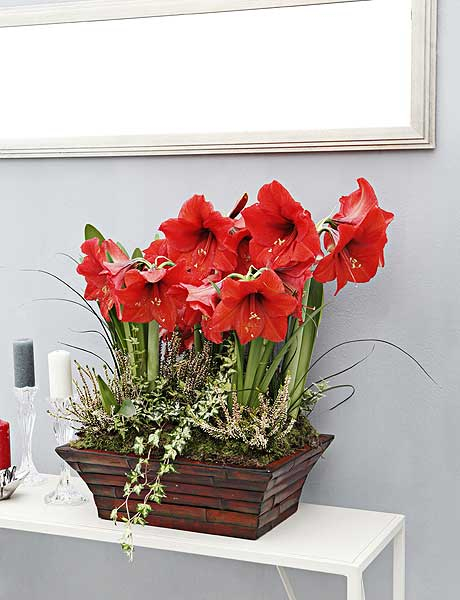 home-flowers-in-new-year-decorating3-3 (460x600, 194Kb)