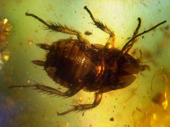 1024px-Baltic_amber_inclusions_-_Cockroach_(Pterygota,_Neoptera,_Dictyoptera,_Blattodea) (700x525, 449Kb)