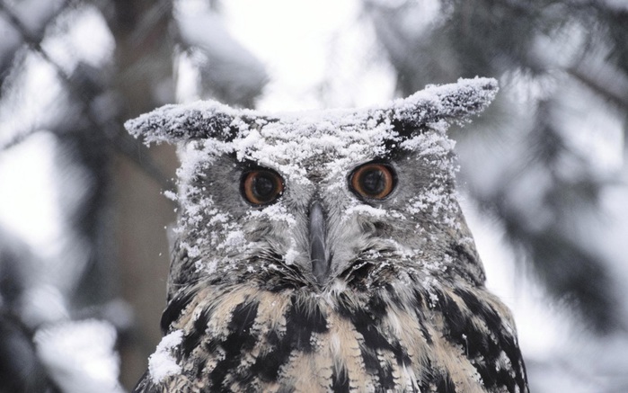 owl-sprinkled-with-snow-250206 (700x437, 103Kb)