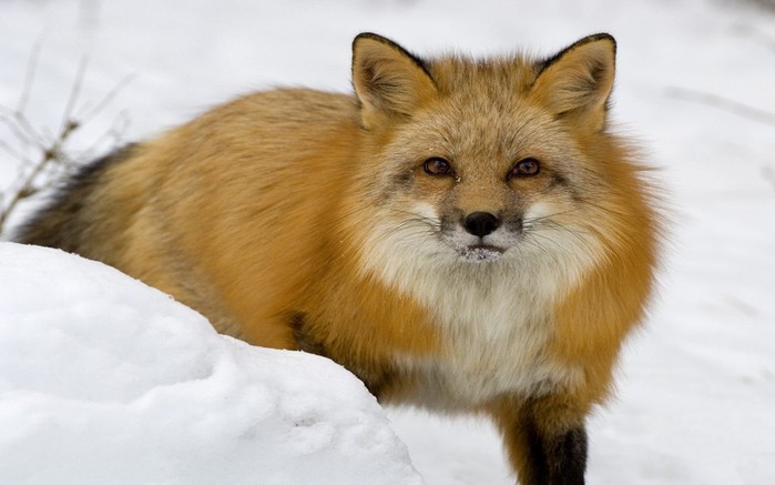 red_fox_in_snow-1920x1200 (700x437, 56Kb)