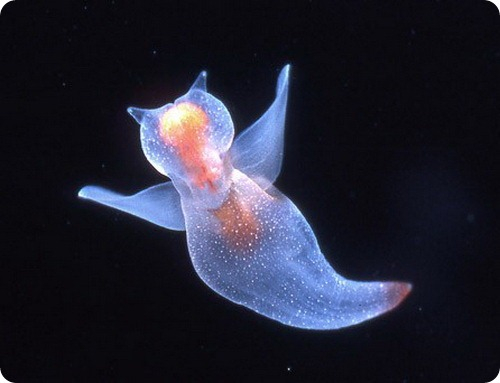 sea_angel_004 (500x383, 108Kb)