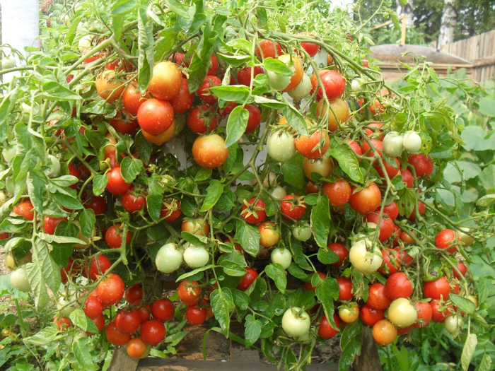 ампельные томаты (600x425, 554Kb)