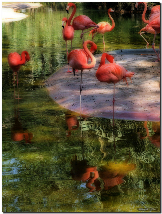 фламинго (528x700, 493Kb)
