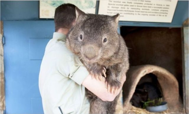 3623822_the_oldest_living_wombat_in_the_world_640_05 (640x386, 32Kb)