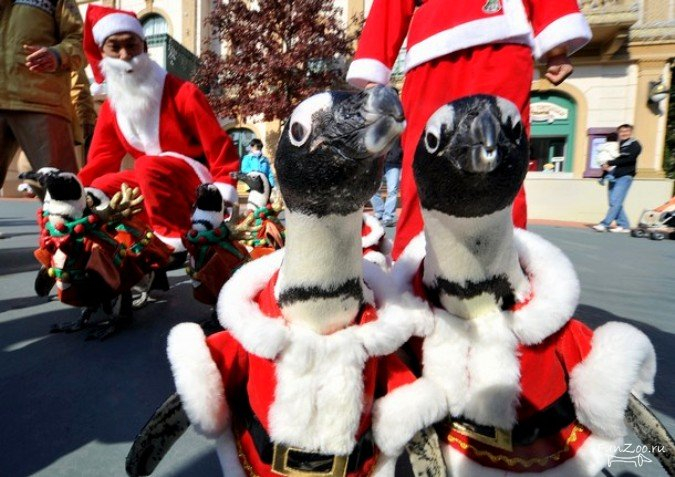 1290955700_santa_claus011 (675x477, 331Kb)