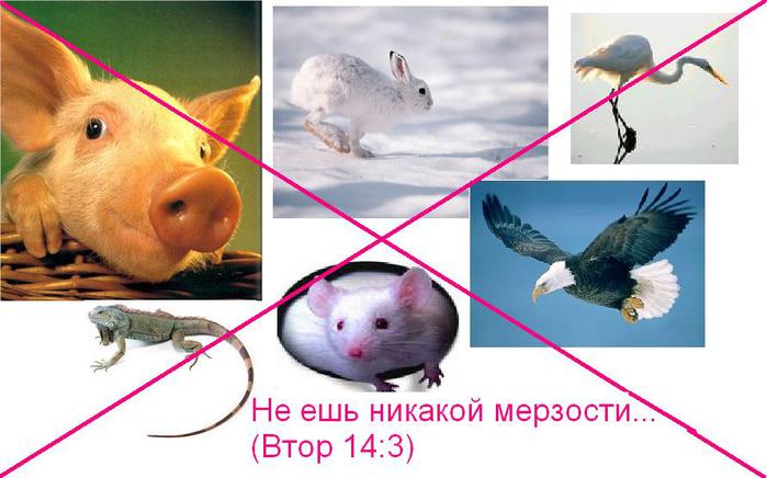 ne_eshte_merzosti (700x436, 46Kb)