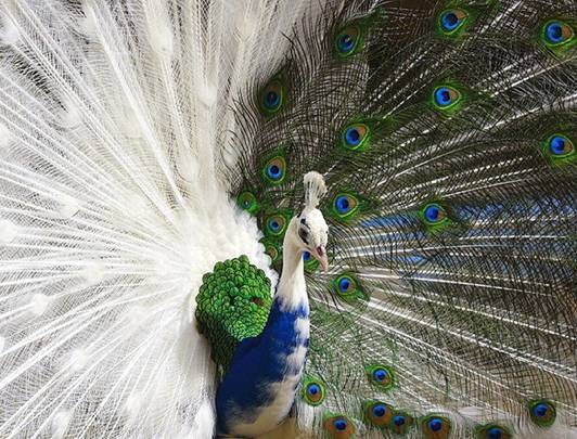 birds-peacock-in-2-colors (532x405, 228Kb)