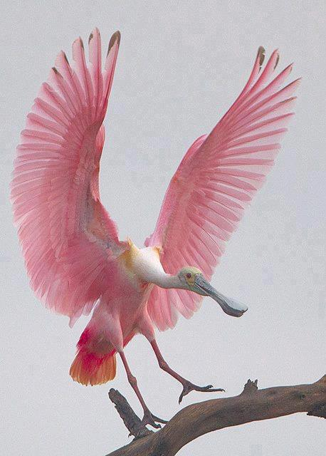 bird-pink (458x640, 183Kb)