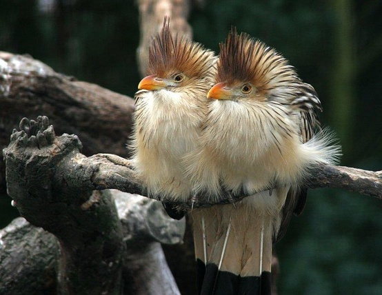birds-Guira-cuckoos. (554x428, 212Kb)
