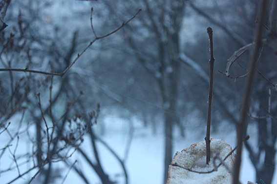 4052195_IMG_9835 (567x377, 251Kb)