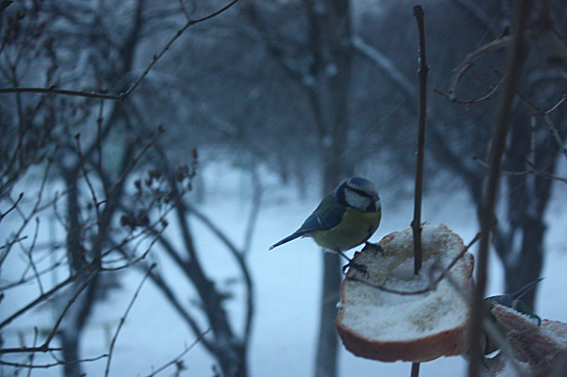4052195_IMG_9854 (567x377, 256Kb)