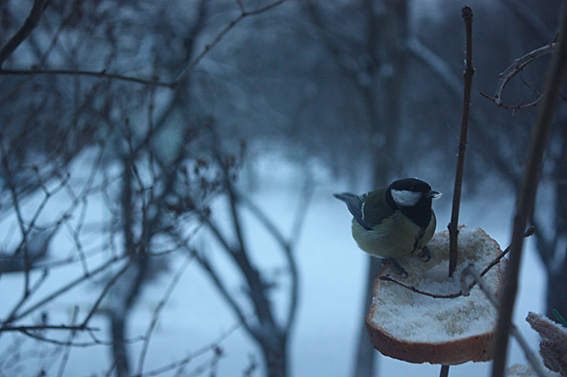 4052195_IMG_9888 (567x377, 255Kb)