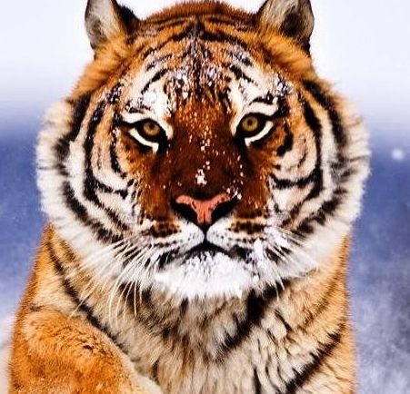 tigr_bolshaya_koshka_pryzhok_sneg_1600x1067 (451x434, 58Kb)