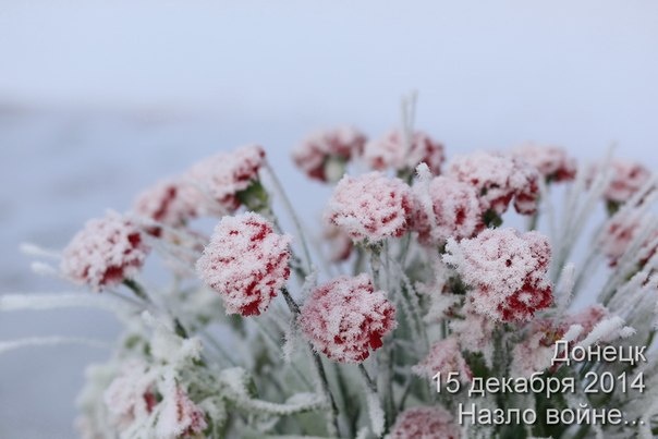 5361707_dondek_2014nazlo_voine2 (604x403, 63Kb)