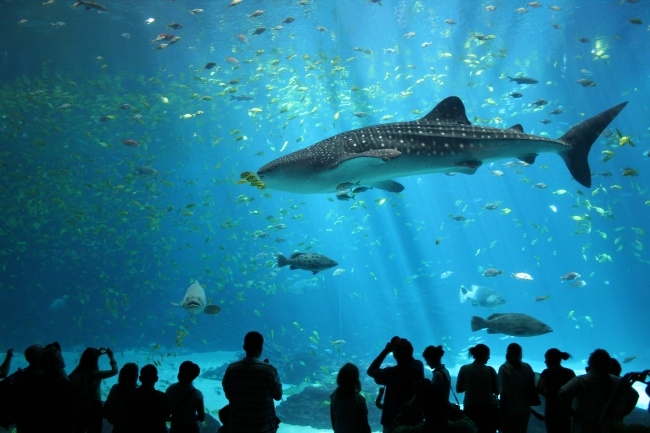 11902510-R3L8T8D-650-Male_whale_shark_at_Georgia_Aquarium (650x433, 184Kb)