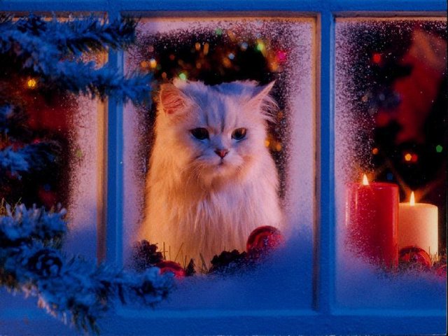 3726595_christmas_preview (640x480, 65Kb)