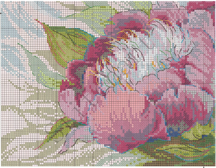 Stitchart-rozovye-piony3 (700x544, 700Kb)