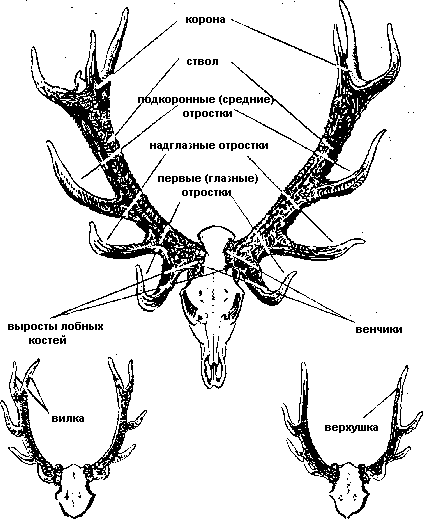 Схема рогов. Строение рога оленя. Строение Рогов Северного оленя. Строение черепа Северного оленя.