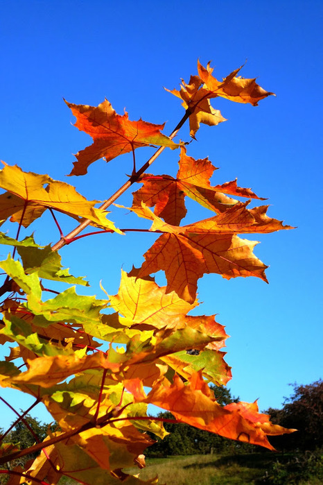 Herbstlaub (466x700, 153Kb)