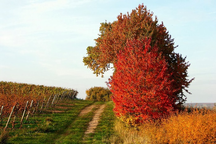 Herbst-Leuchten (700x466, 144Kb)