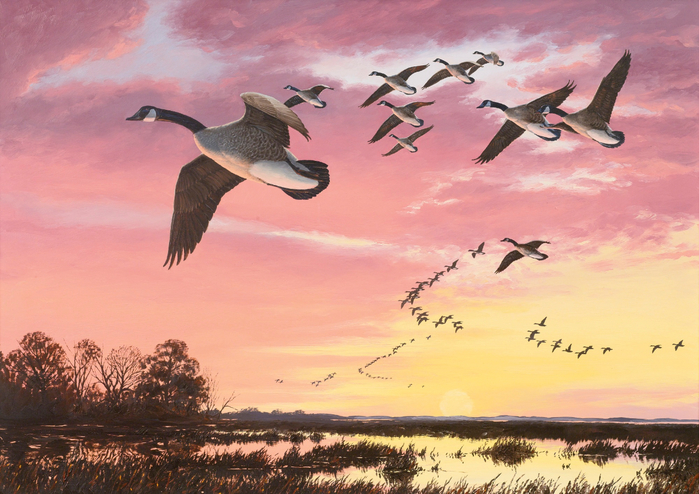 CANADA GEESE IN FLIGHT AGAINST A RED SKY (700x494, 415Kb)