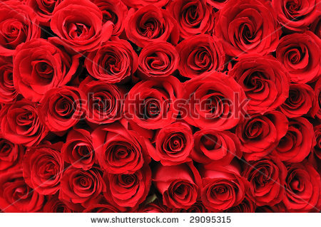 stock-photo-background-of-beautiful-red-rose-29095315 (450x319, 197Kb)