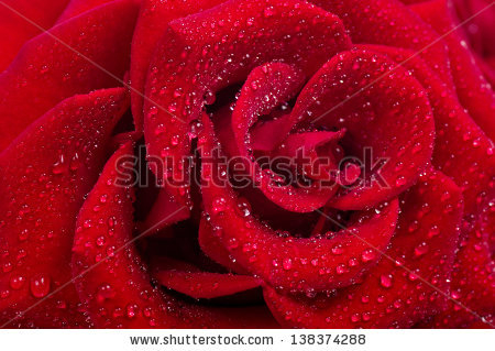 stock-photo-beautiful-red-rose-138374288 (450x319, 180Kb)