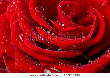 stock-photo-close-up-of-red-rose-167265995 (450x320, 167Kb)