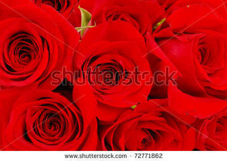 stock-photo-red-rose-life-natural-fresh-background-72771862 (1) (450x320, 151Kb)