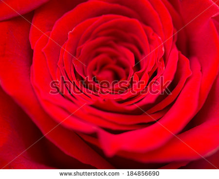 stock-photo-red-roses-as-a-background-macro-184856690 (450x367, 139Kb)