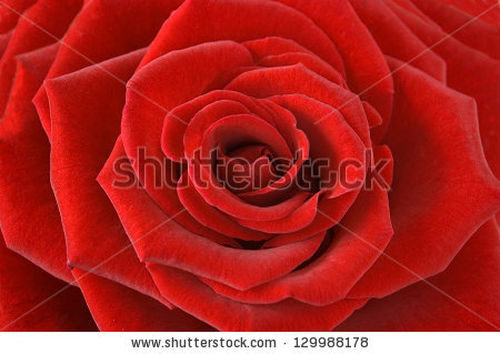 stock-photo-red-velvet-rose-macro-129988178 (450x319, 117Kb)