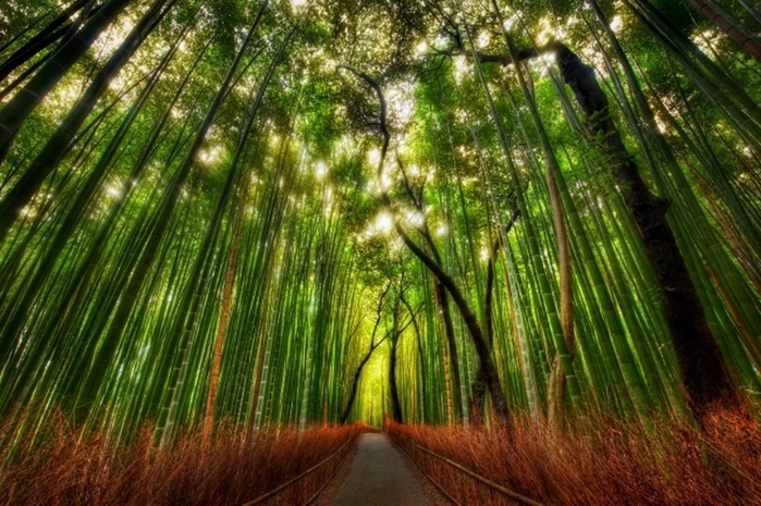 Бамбуковый лес (700x465, 311Kb)