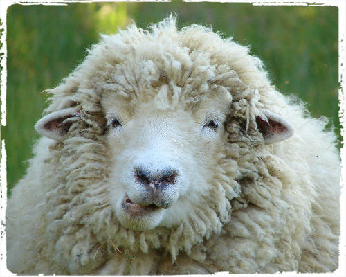 wooly-sheep (500x400, 50Kb)