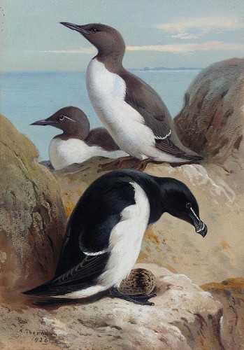 1330421179_a-razorbill-and-two-guillemots (349x500, 124Kb)