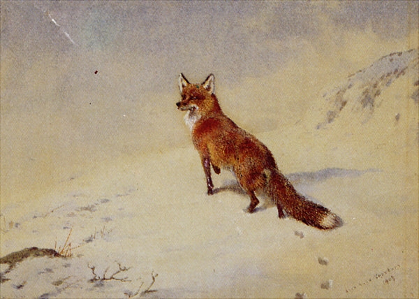 Archibald Thorburn - Startled (600x428, 178Kb)