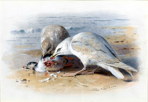 1319528795_gulls-feasting-on-a-puffin (500x346, 105Kb)