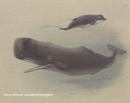 Sperm_whale_and_Bottlenose_whale (550x434, 74Kb)