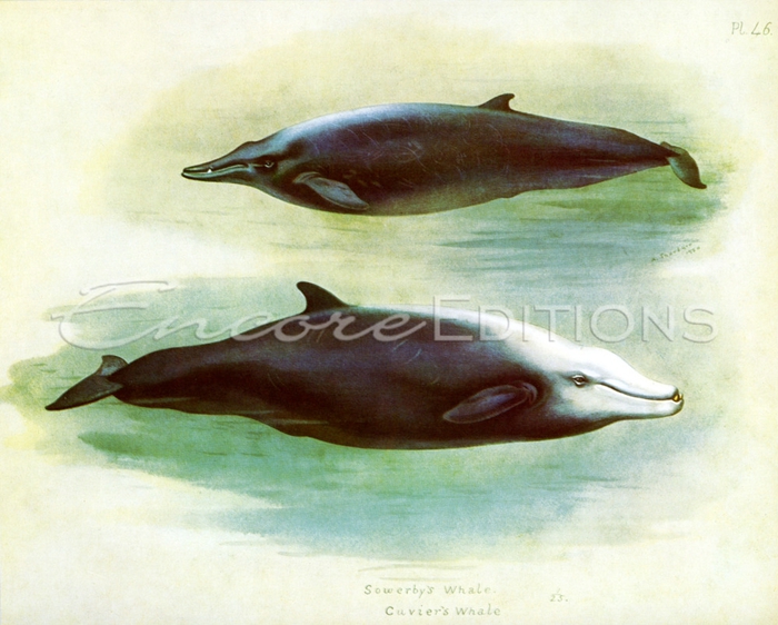 archibald-thorburn-cuviers-and-sowerbys-whales-1920 (700x562, 270Kb)