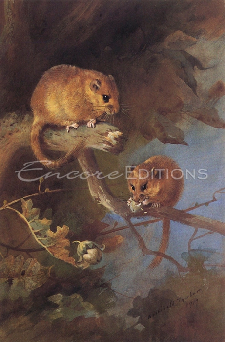 archibald-thorburn-dormice-in-a-oak-tree-1919 (461x700, 247Kb)